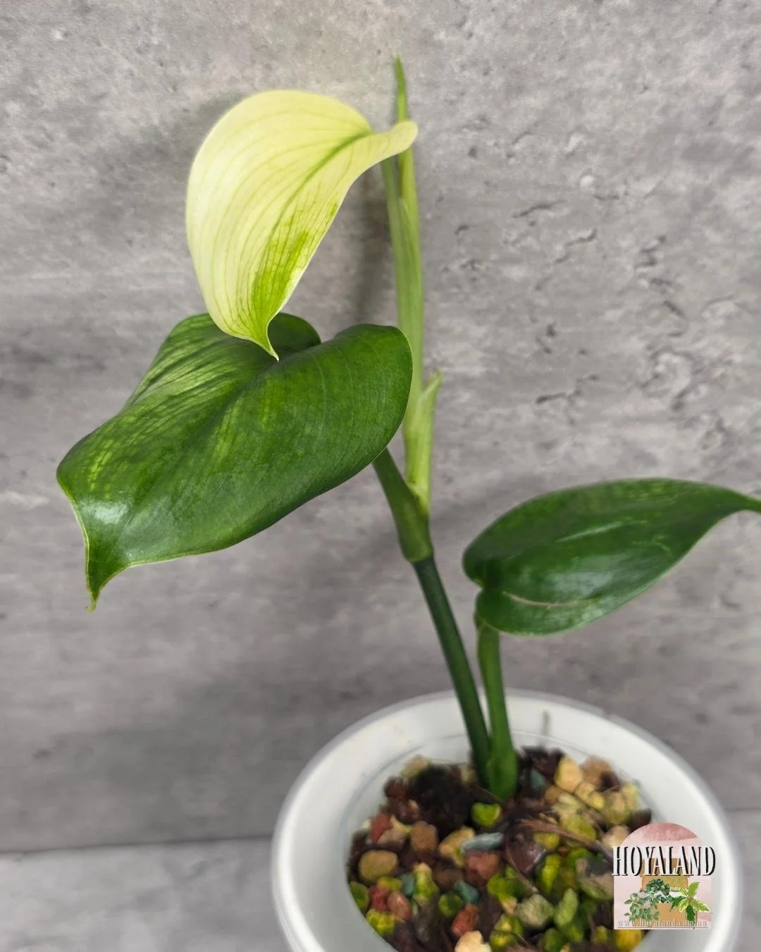 Scindapsus white monster small (3).jpg