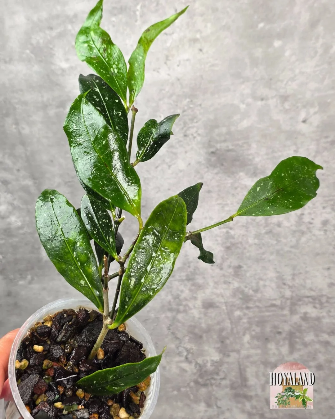 Hoya amicabilis (4).jpg