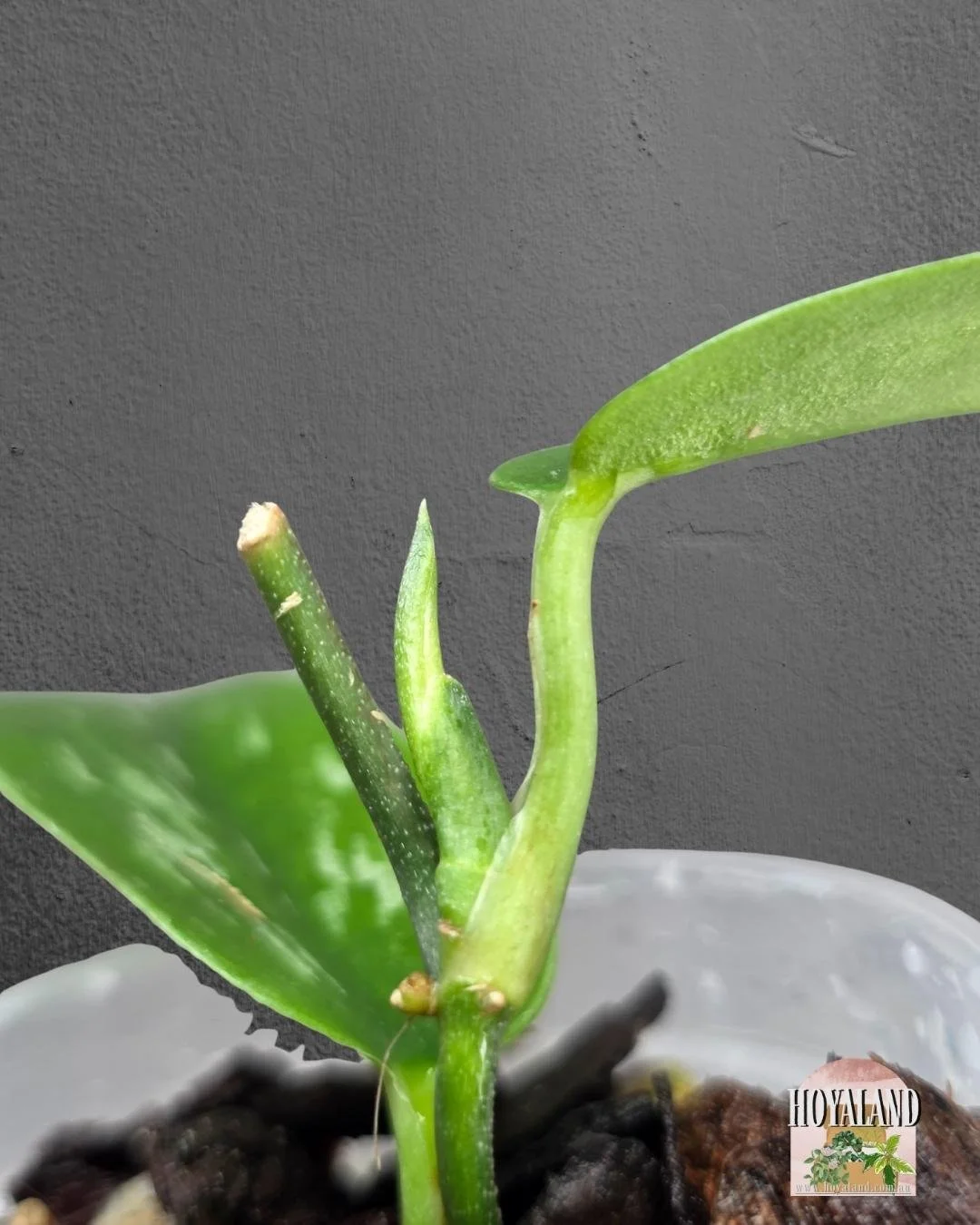 Scindapsus green army narrow (3).jpg