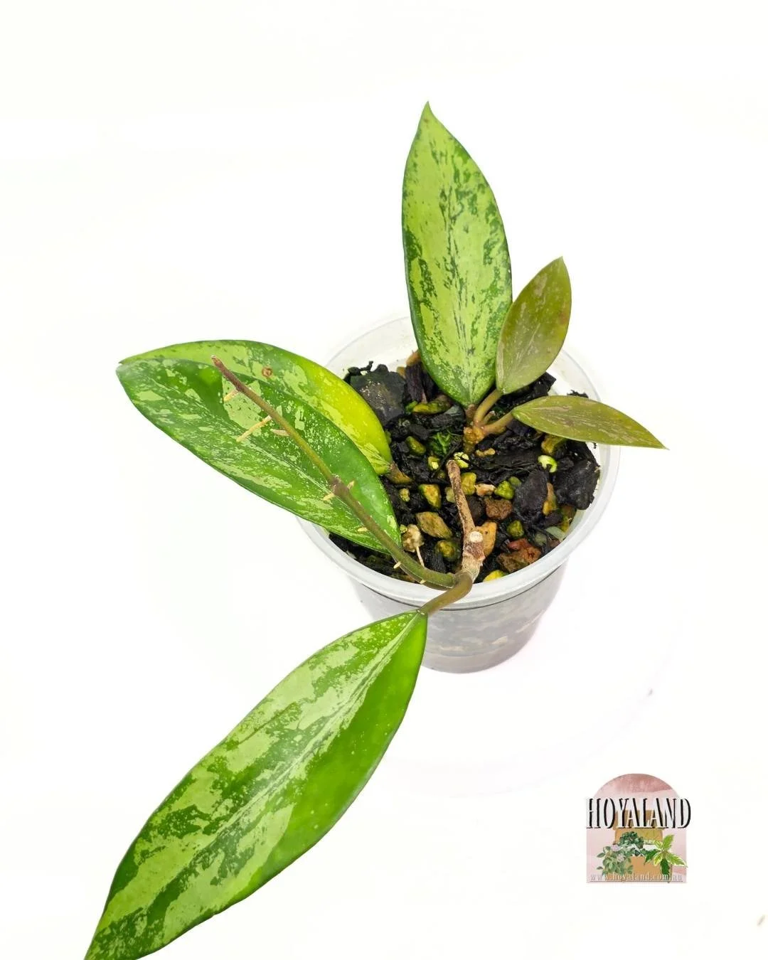 Hoya cui snow (3).jpg