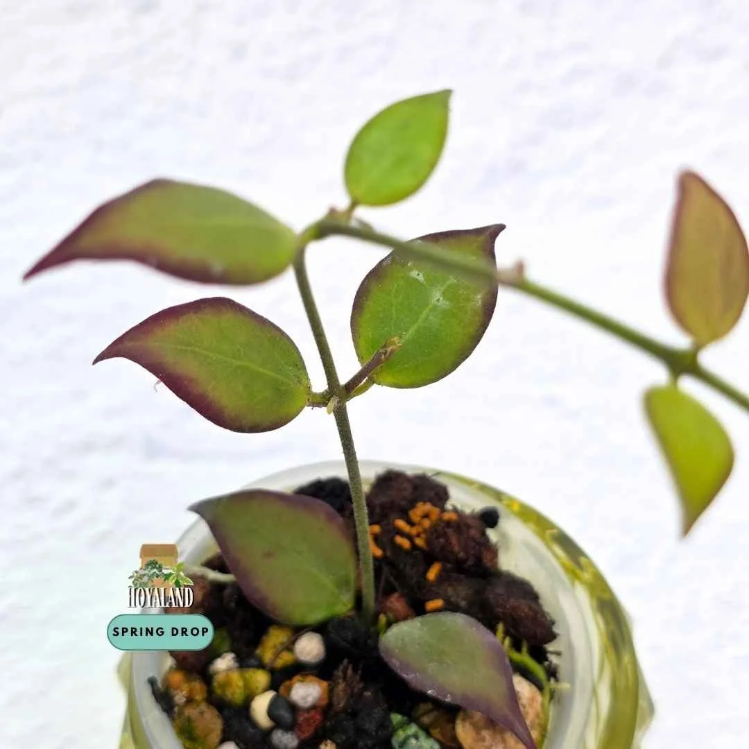 Established rare Hoya microstemma showing neat succulent elliptical leaves and free-flowering growth habit