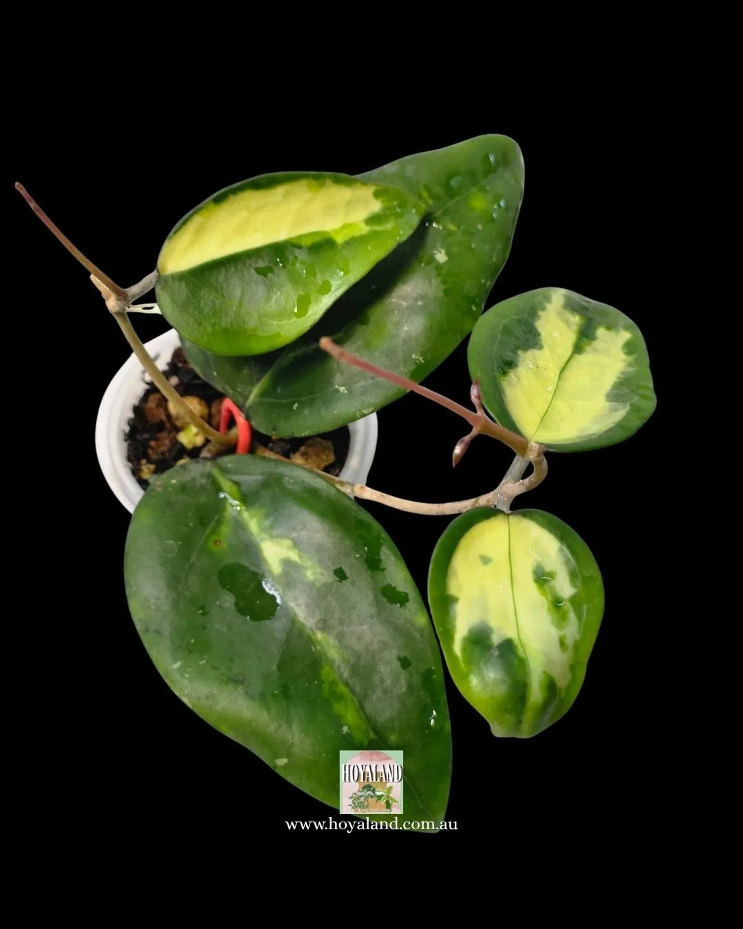 Hoya verticillata panglay inner (2).jpg