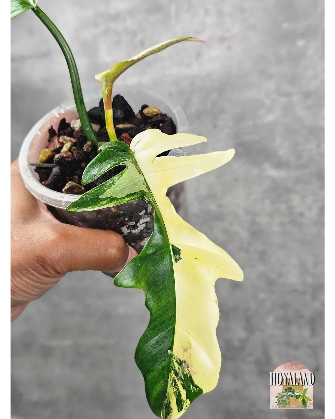 🌞 Philodendron Florida Beauty X Tortum (Stem Cut) | Rare Indoor Outdoor Plant