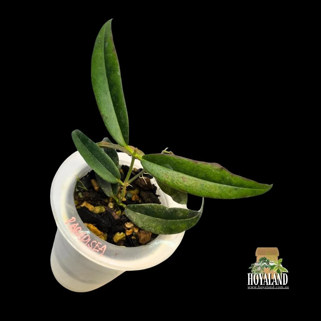 Hoya paradisea white small (1).jpg