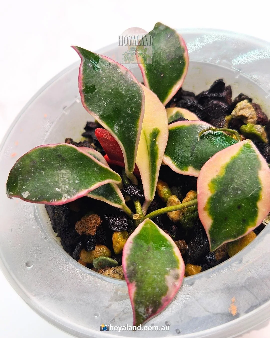 bakoensis albo (3).jpg
