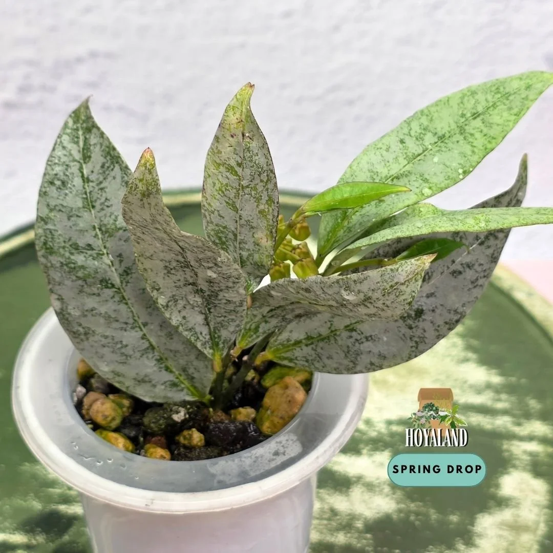 Hoya amicabilis silver (2).jpg