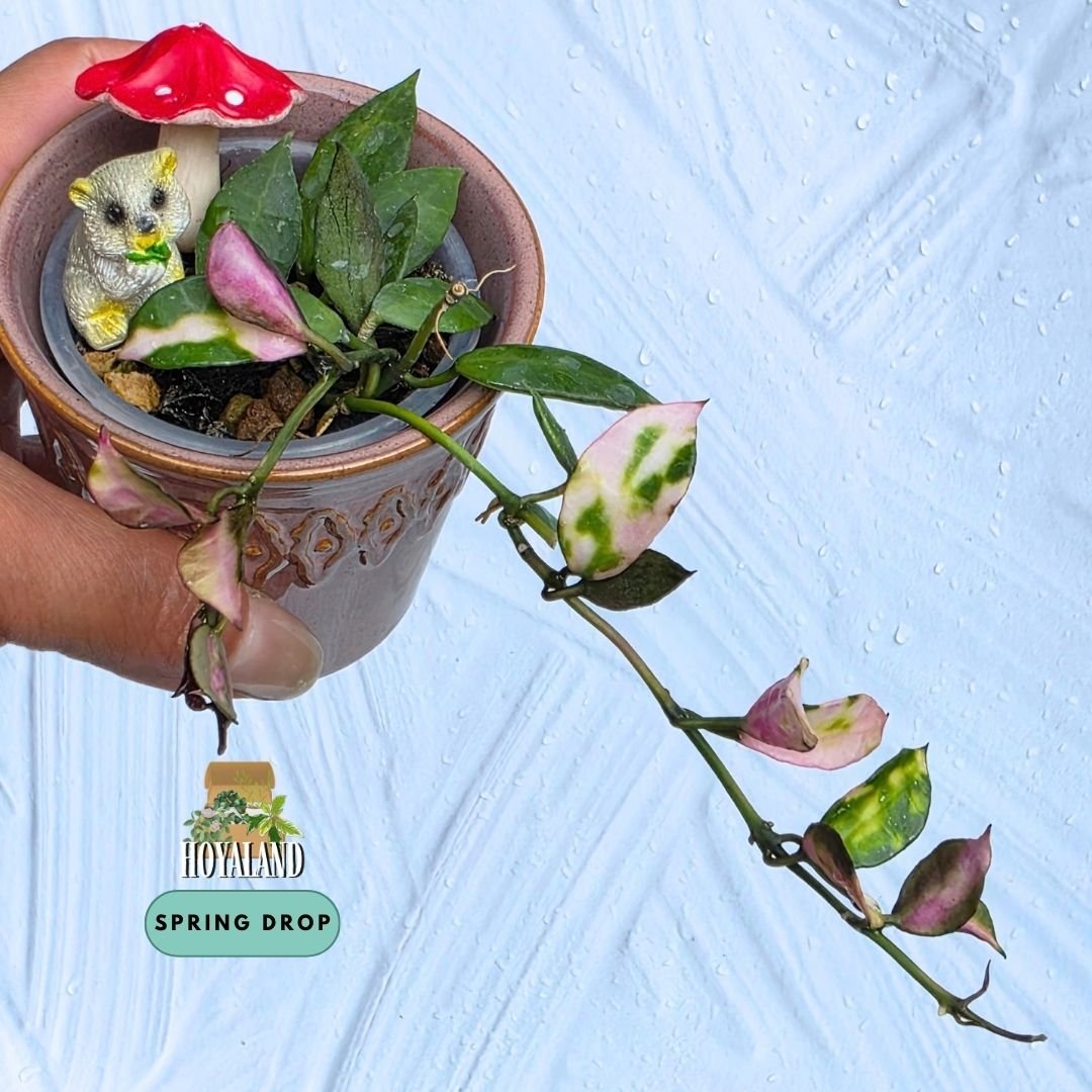 Hoya Lacunosa Cianjur (5).jpg
