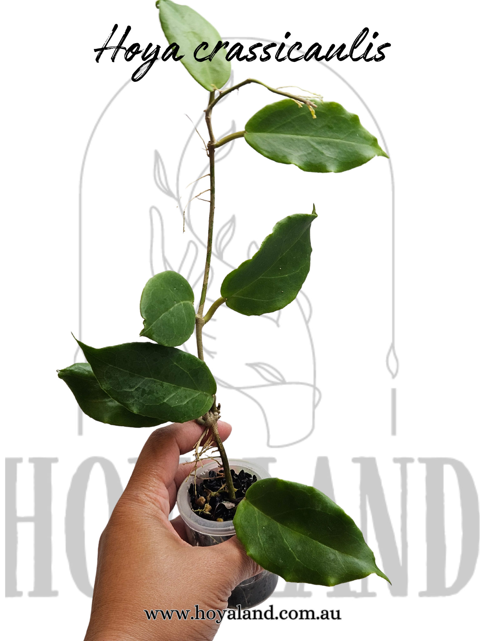 Hoya crassicaulis.png