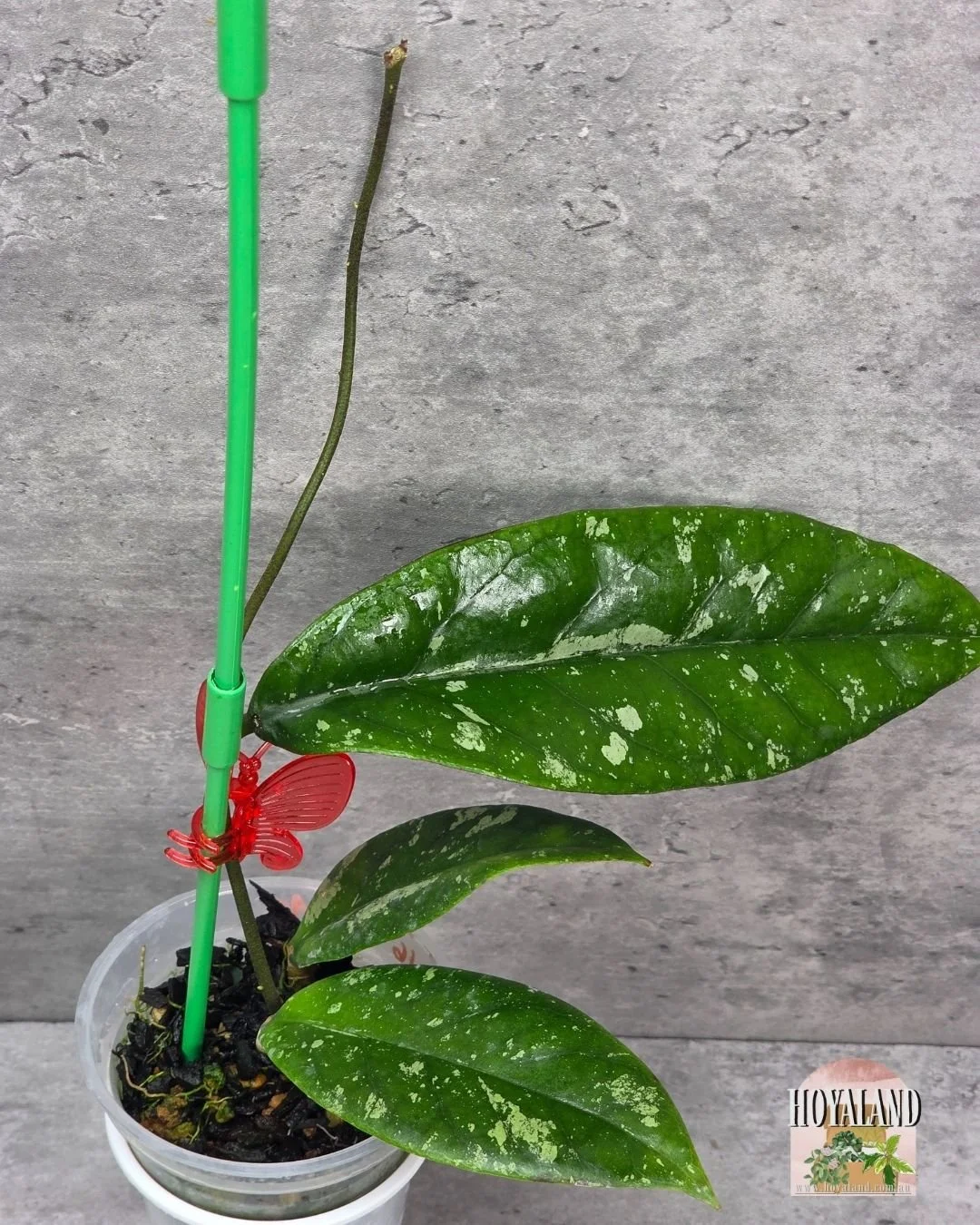 Hoya sp Tabalong Splash (3).jpg