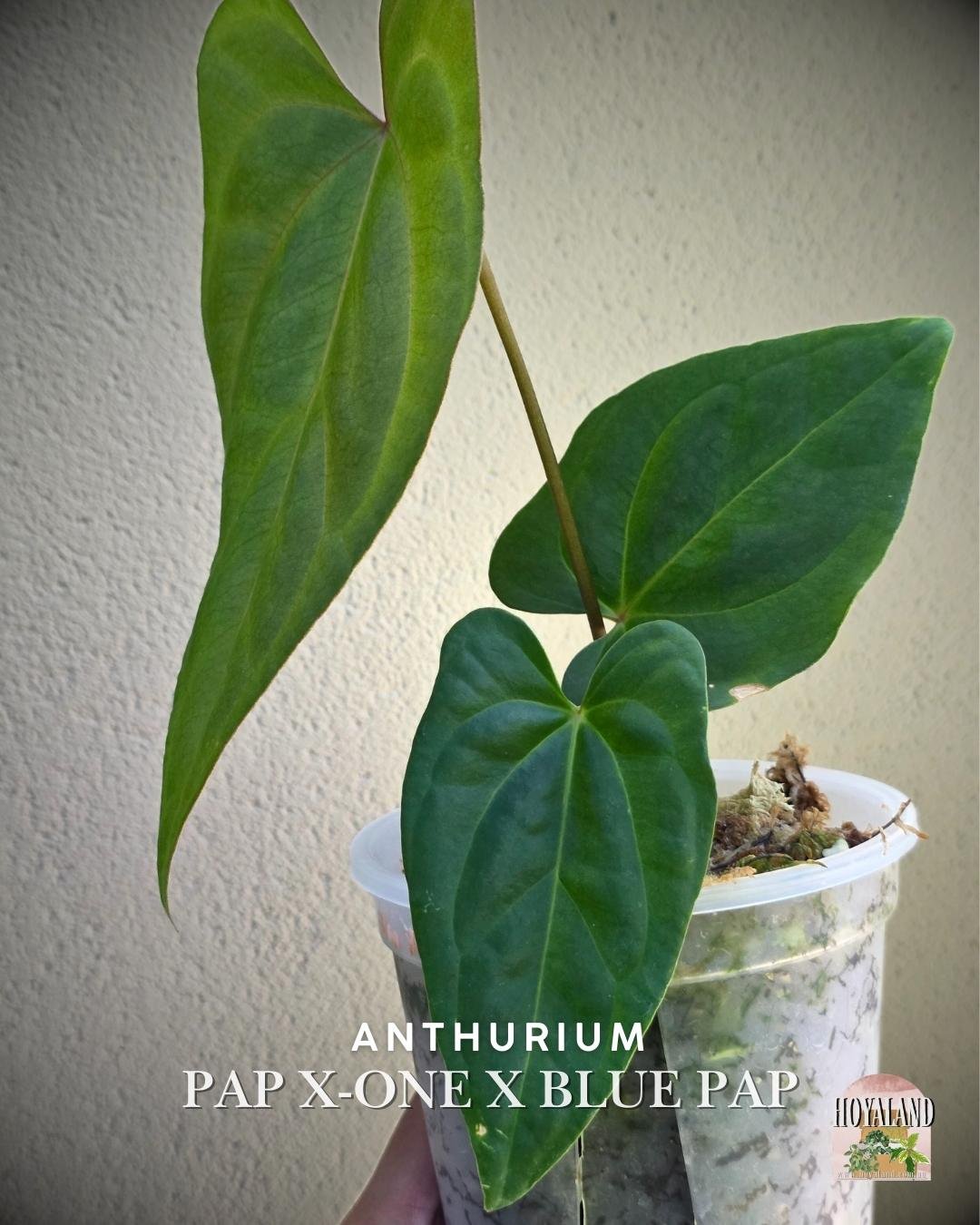 Anthurium papx1 x bluepap (2).jpg