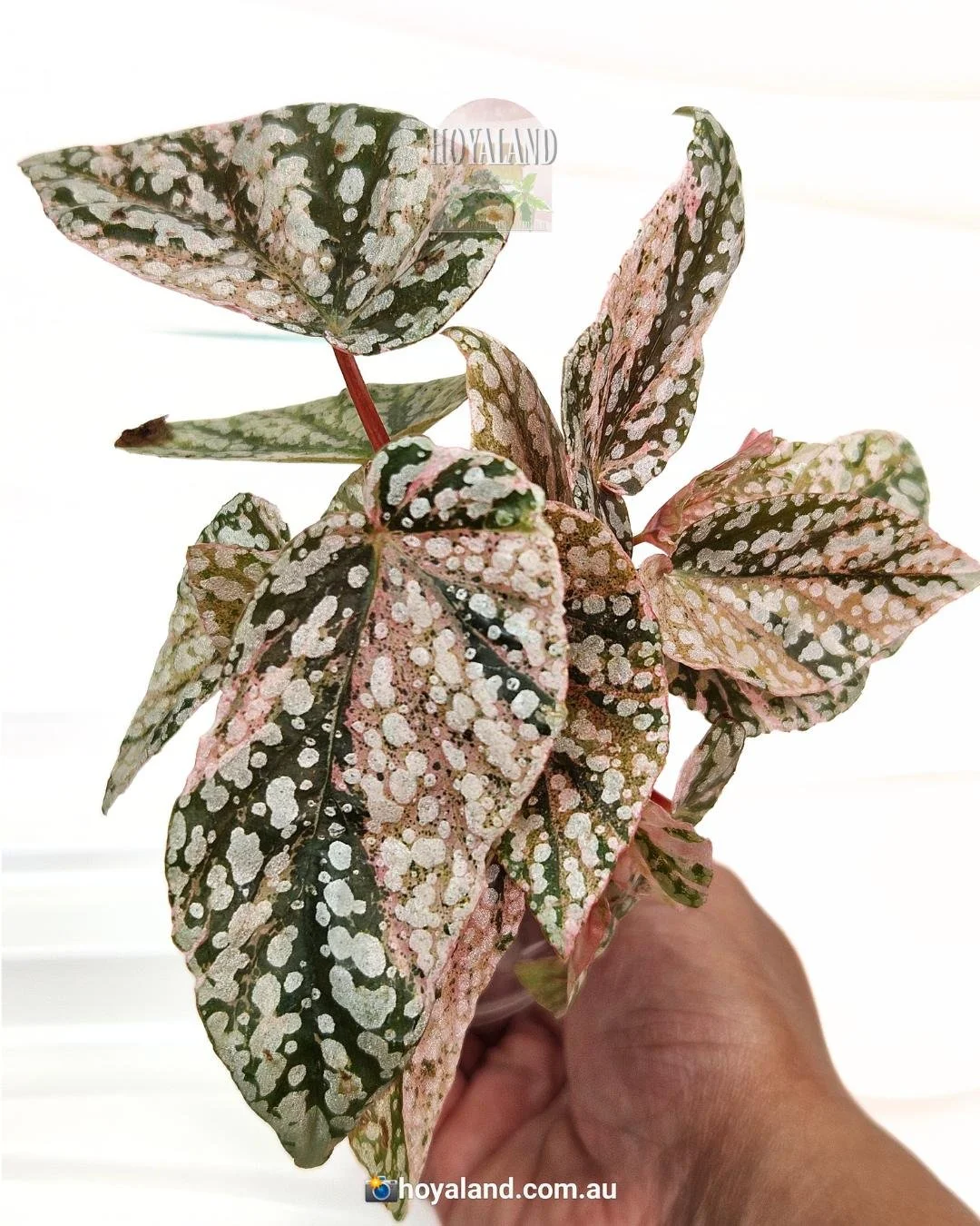 begonia snow capped variegata (5).jpg