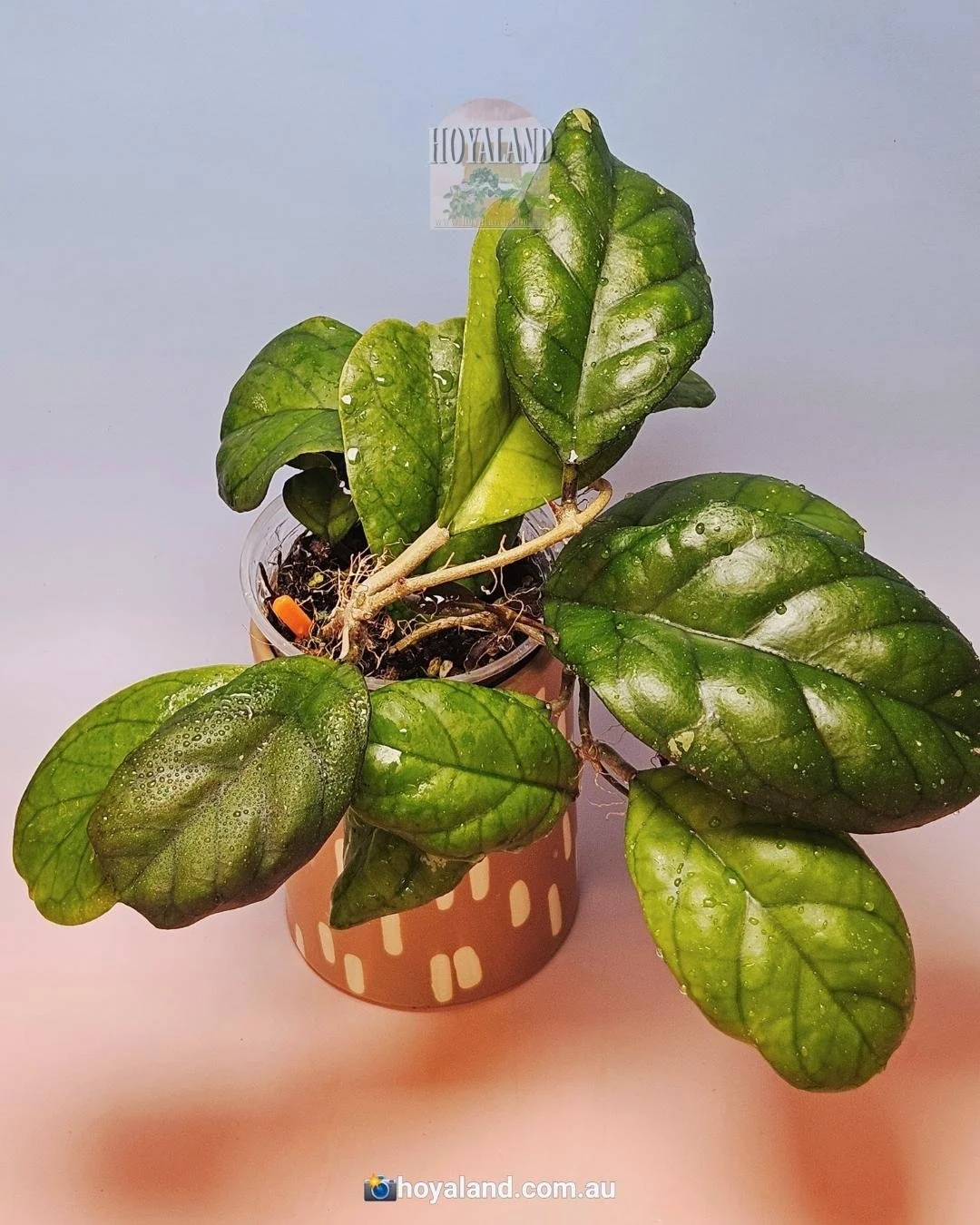 Veiny Large Leaf Hoya Viola (deykeae cross vitellina) BIG PLANT🍃
