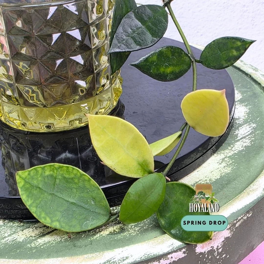 Hoya lacunosa arunika (3).jpg