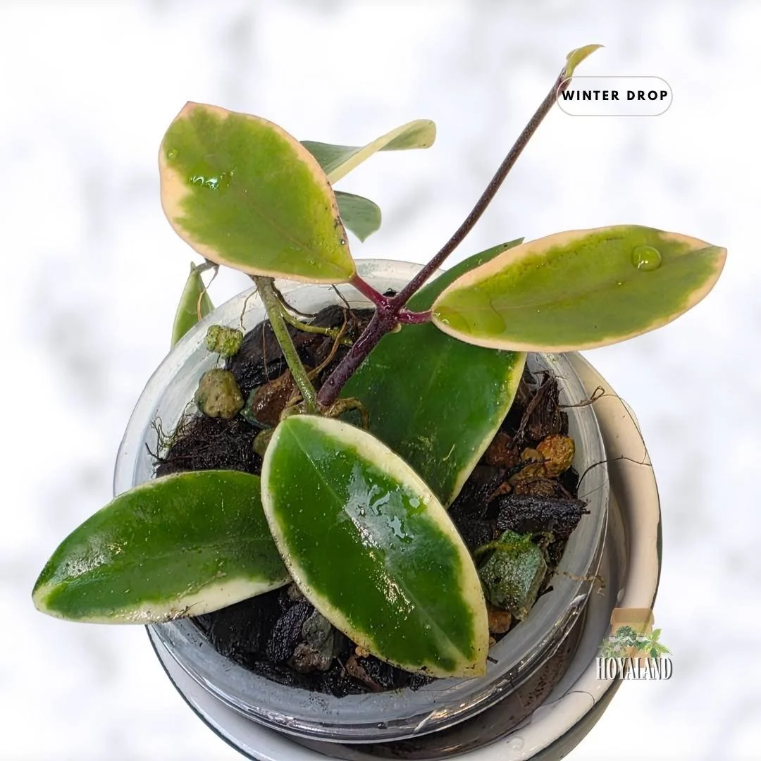 buy-rare-hoya-halophila-albo-small-variegated-leaves-australia.webp (3).jpg