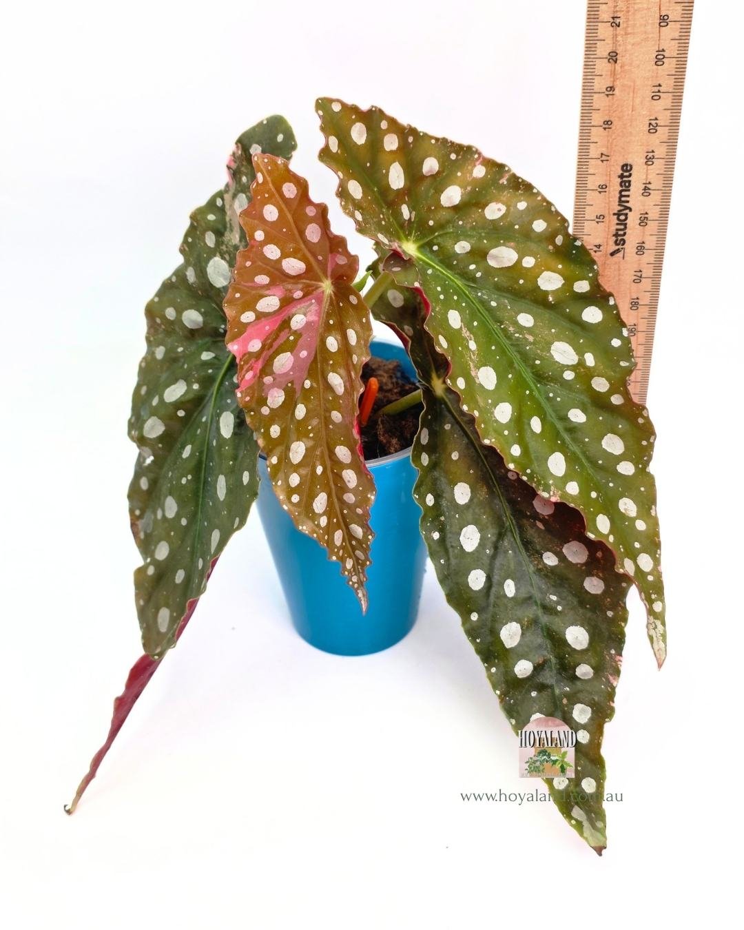 🍂 Begonia Maculata Wightii Variegata (Pink Unicorn)