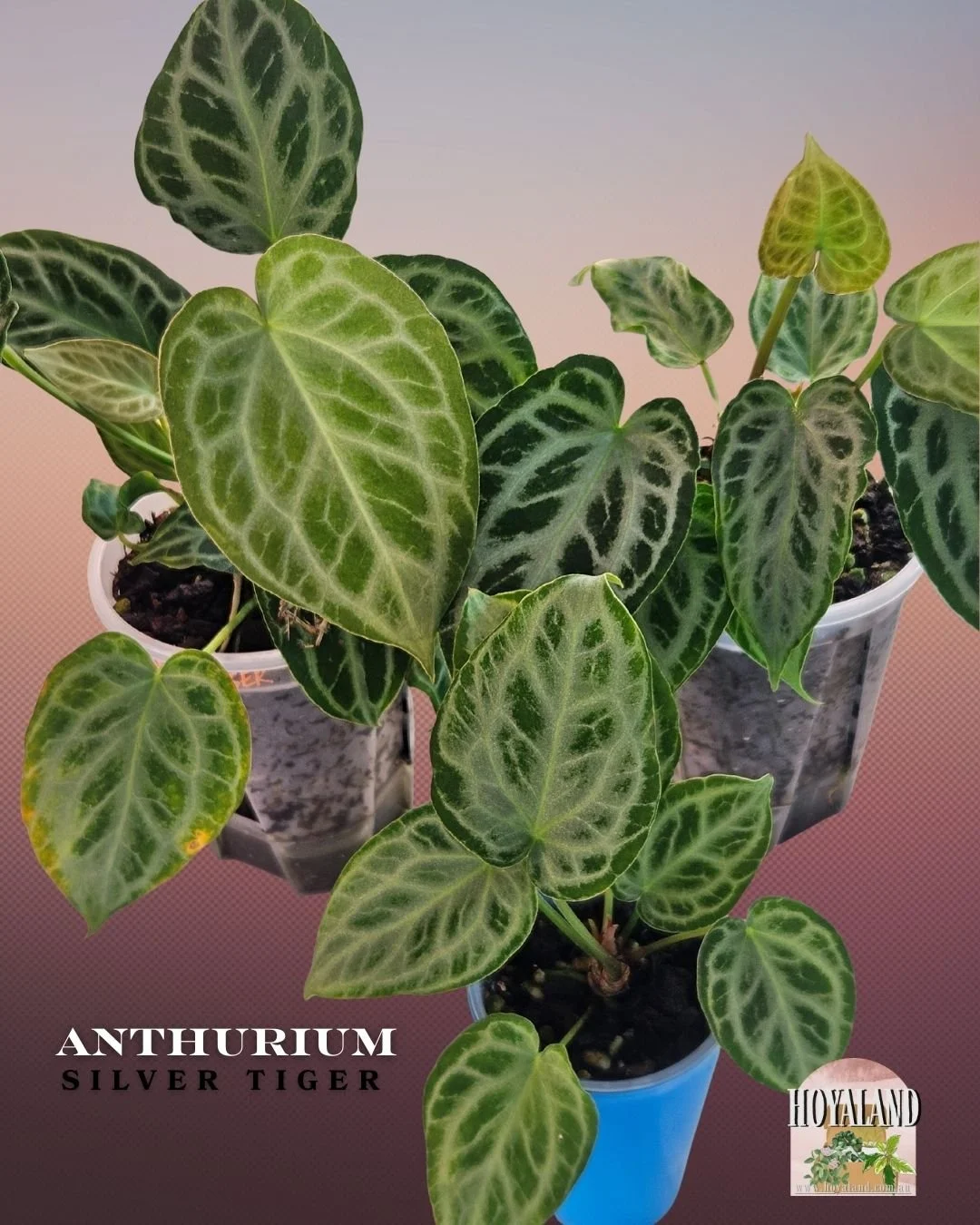 🌞 Rare Anthurium 'Silver Tiger' – Premium Clone (Established Division) 🎄