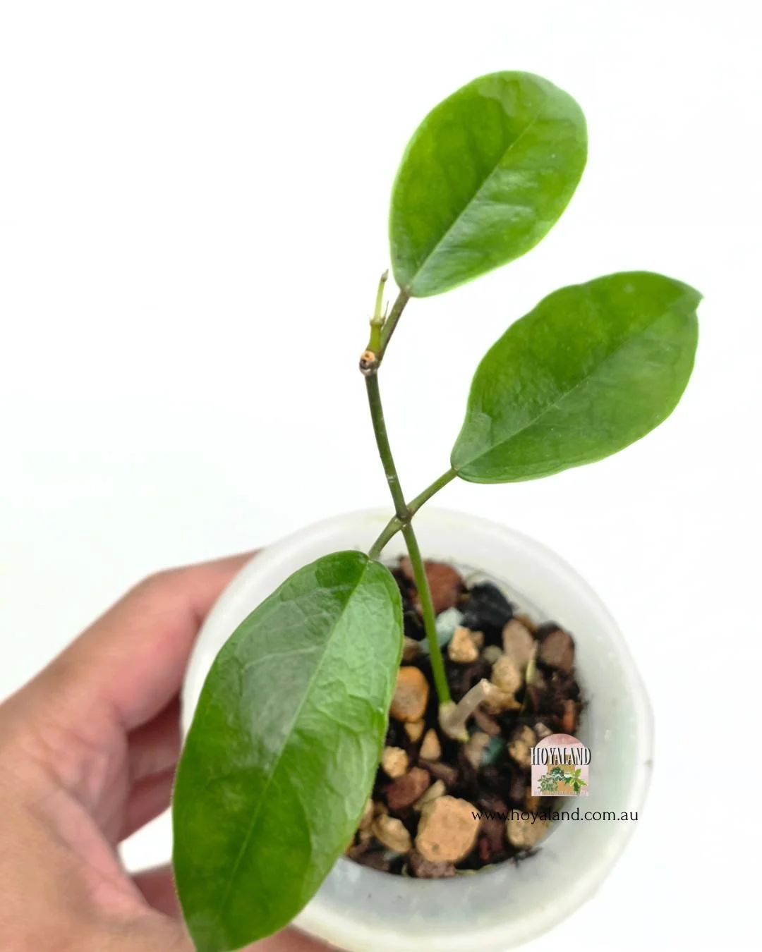 🍂 Rare Hoya desvoeuxensis | Thin Leaf Hoya -Small