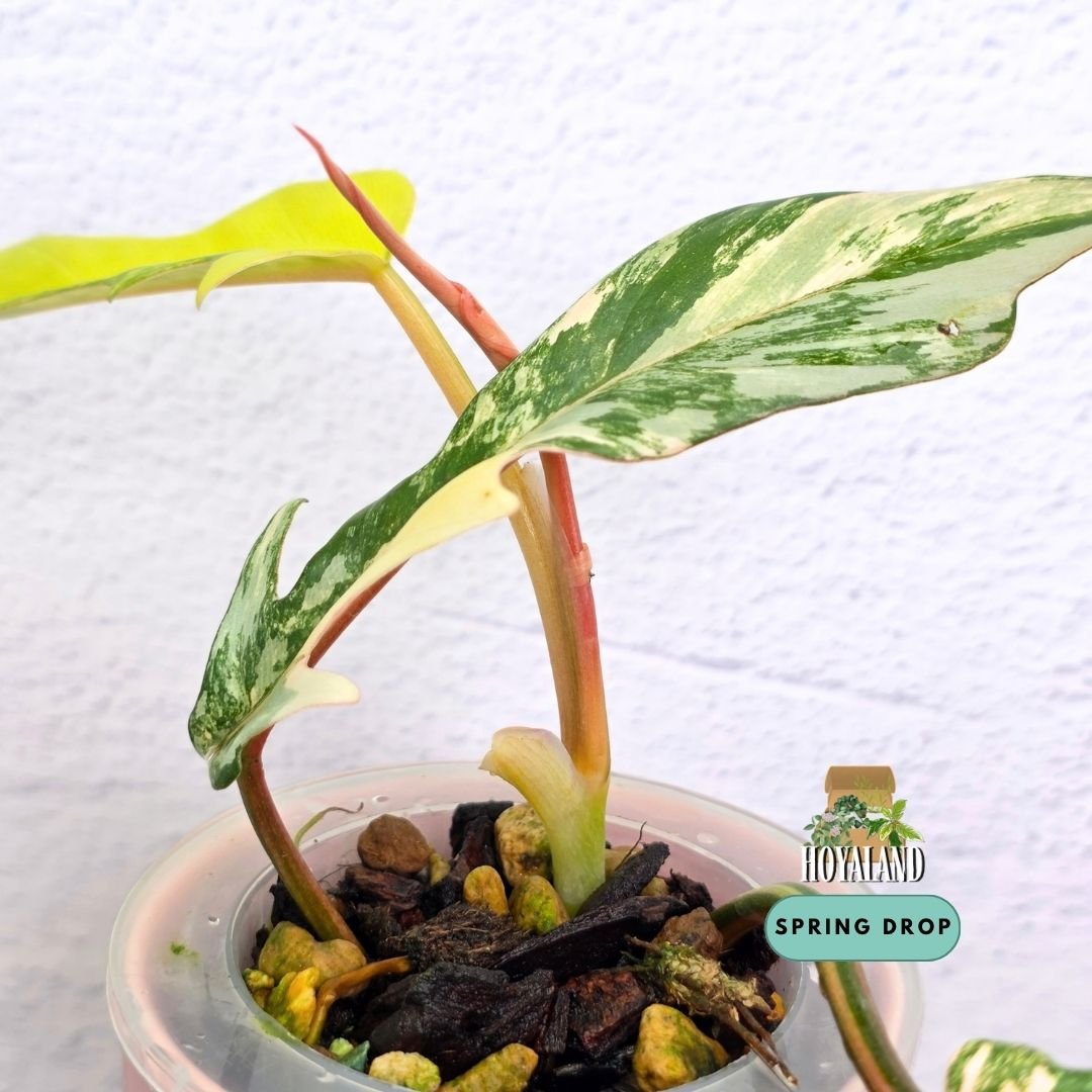 Philodendron fb x tortum (4).jpg