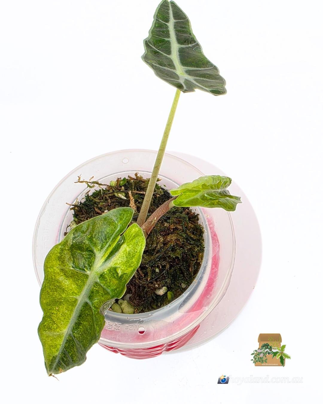 Alocasia sanderiana bull aurea (4).jpg