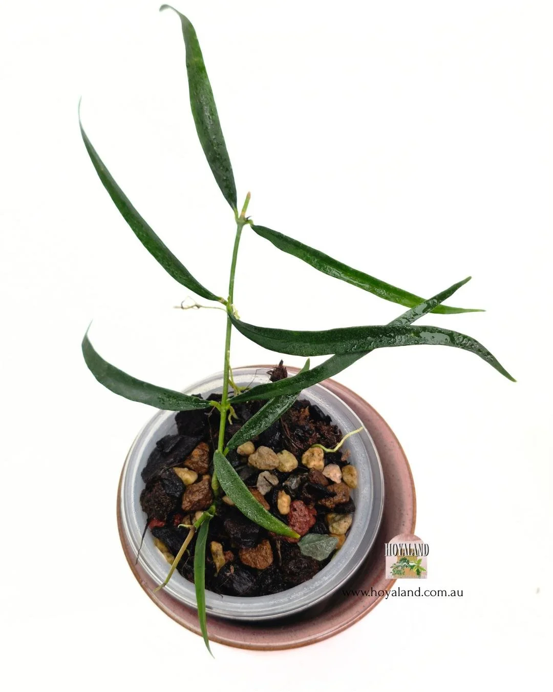 Hoya yves rocherii (2).jpg