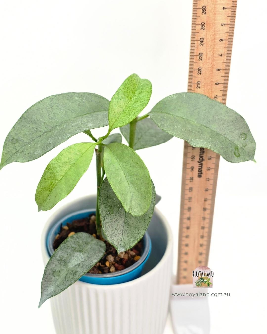 Hoya multiflora Wonderphil (4).jpg