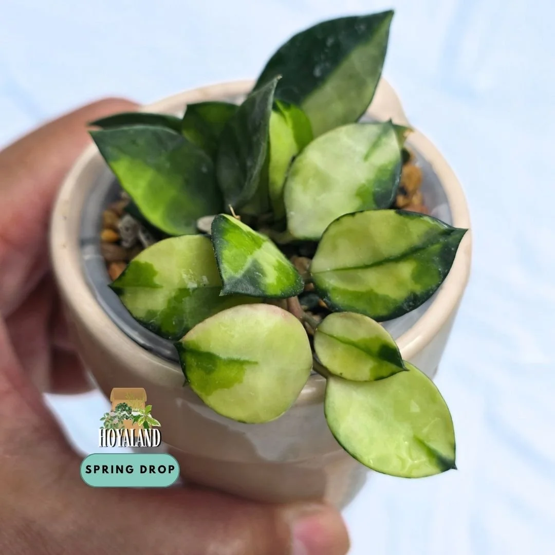 Established Hoya lacunosa Asami Reverse climbing vine showing petite teardrop leaves with luminous creamy-white inner variegation and dark green borders