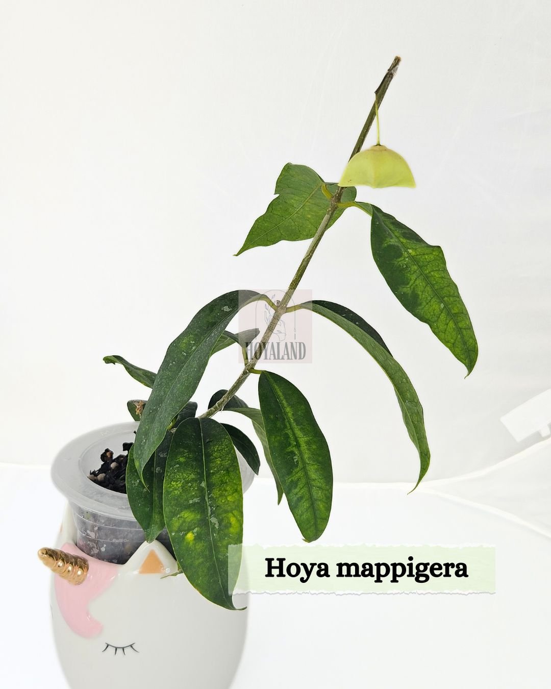 Hoya mappigera (2).jpg
