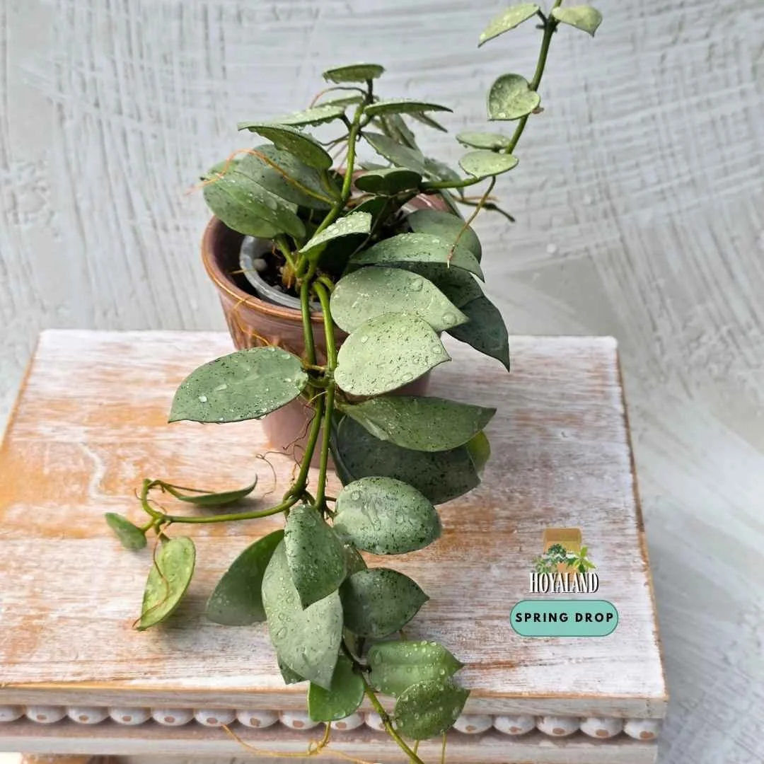 Hoya lacunosa silver mint coin (2).jpg