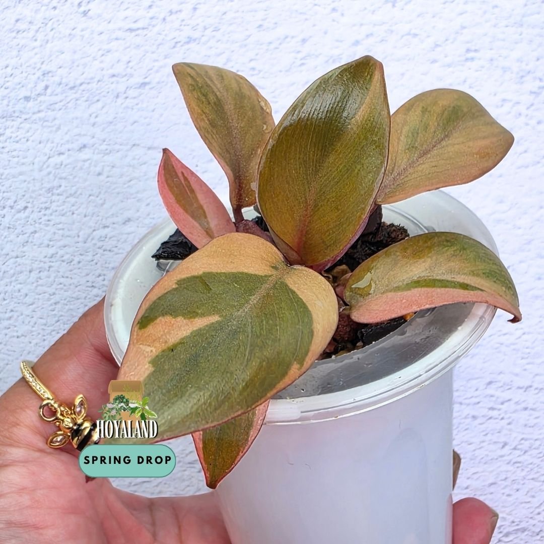 Established Philodendron Black Cardinal Variegata side pup showing deep burgundy-black leaves with high-contrast peach, cream, and pink variegation