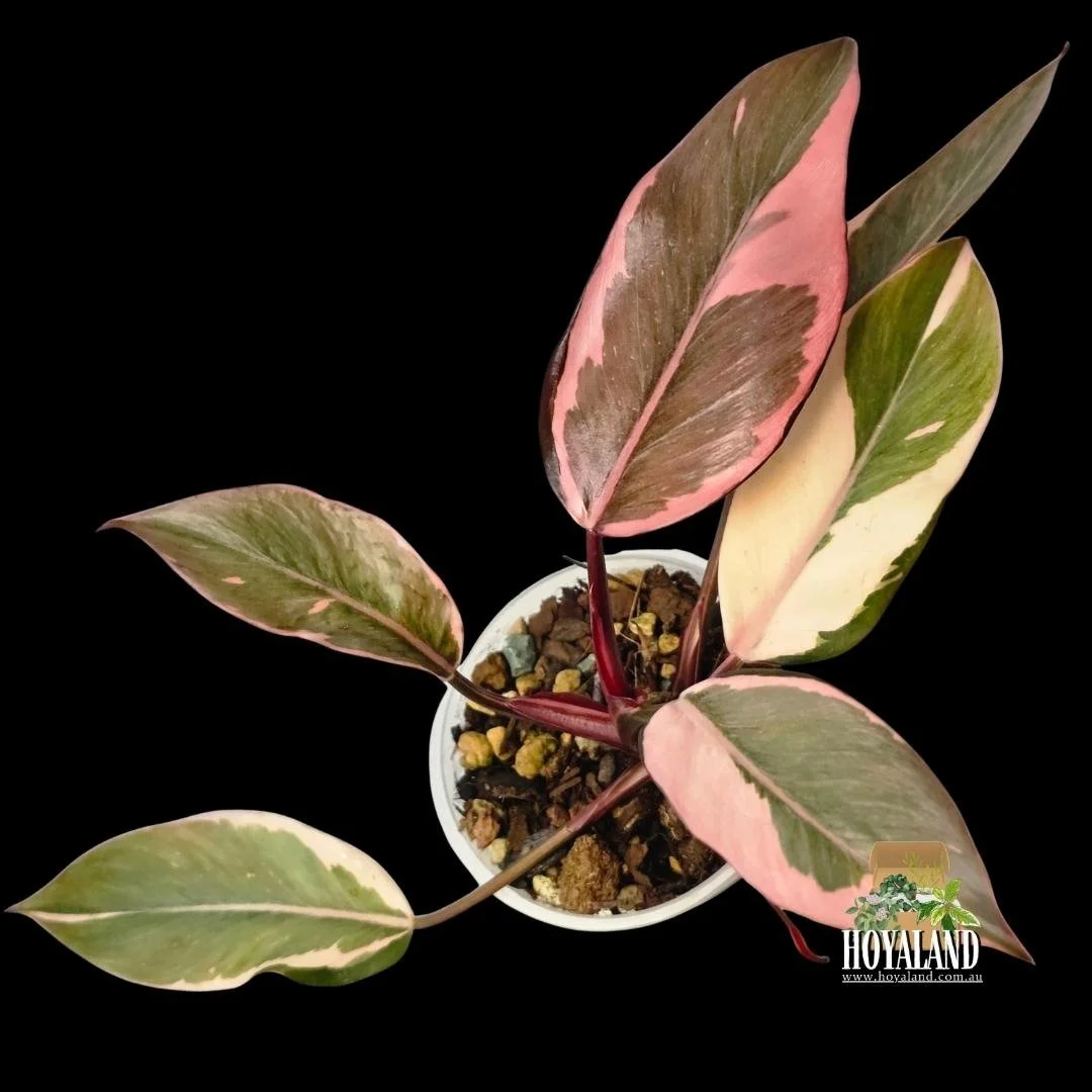 Philodendron pink princess mutation (3).jpg