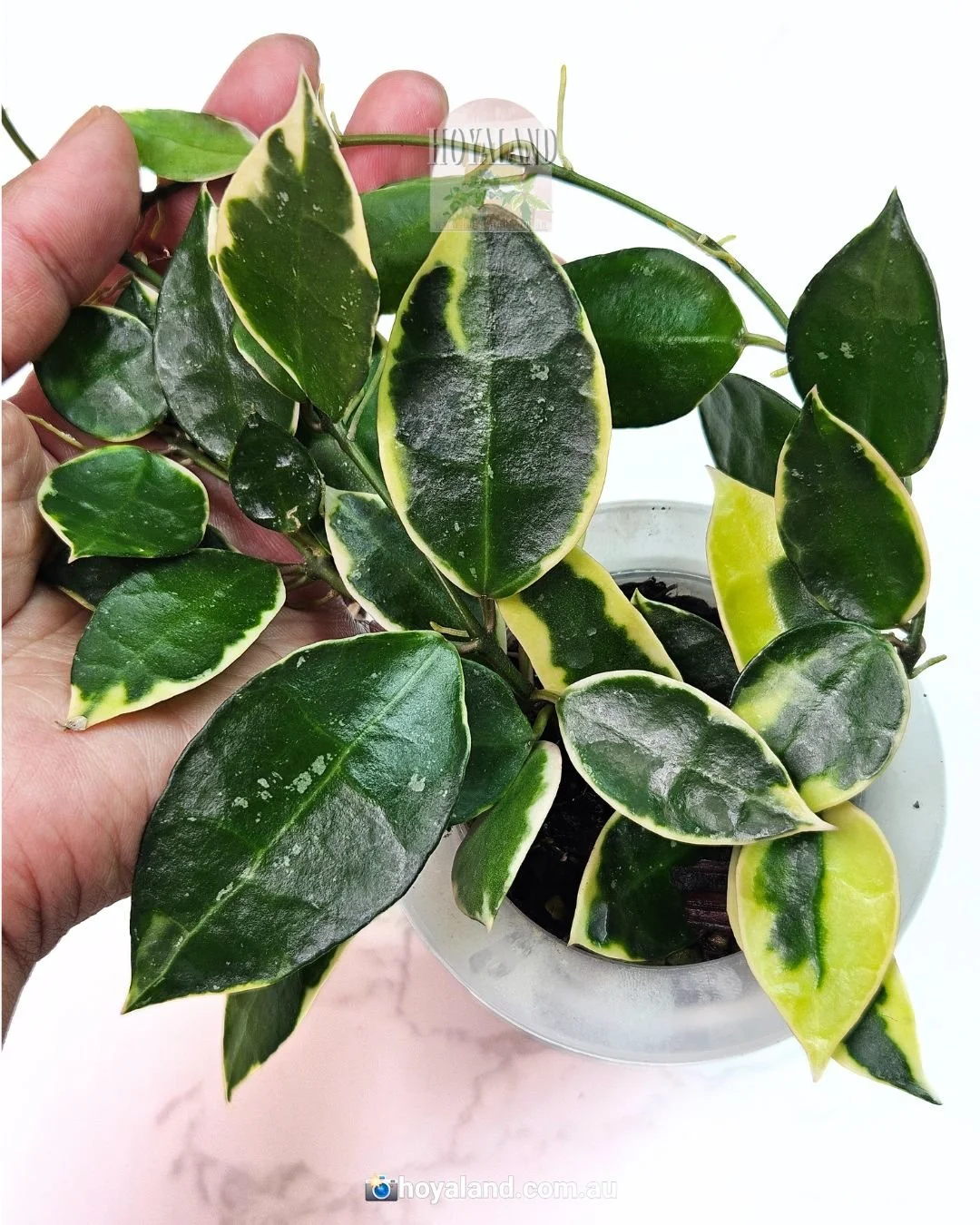 Hoya lacunosa wonosobo (5).jpg