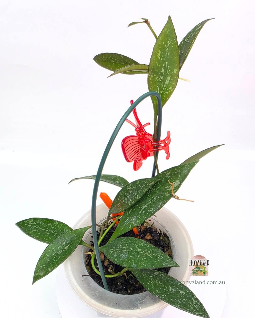 Hoya rosita splash.jpg