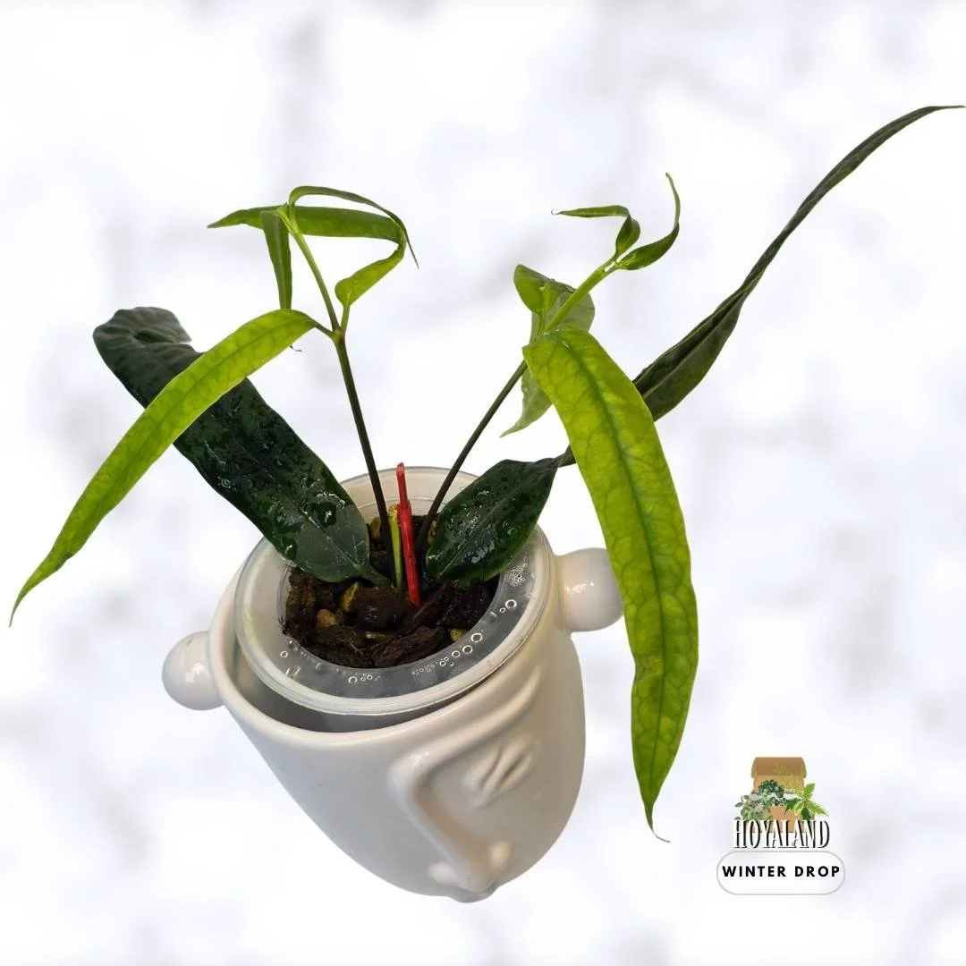 buy-rare-hoya-platycaulis-strap-leaf-flat-ribbon-stems-australia.webp (1).jpg