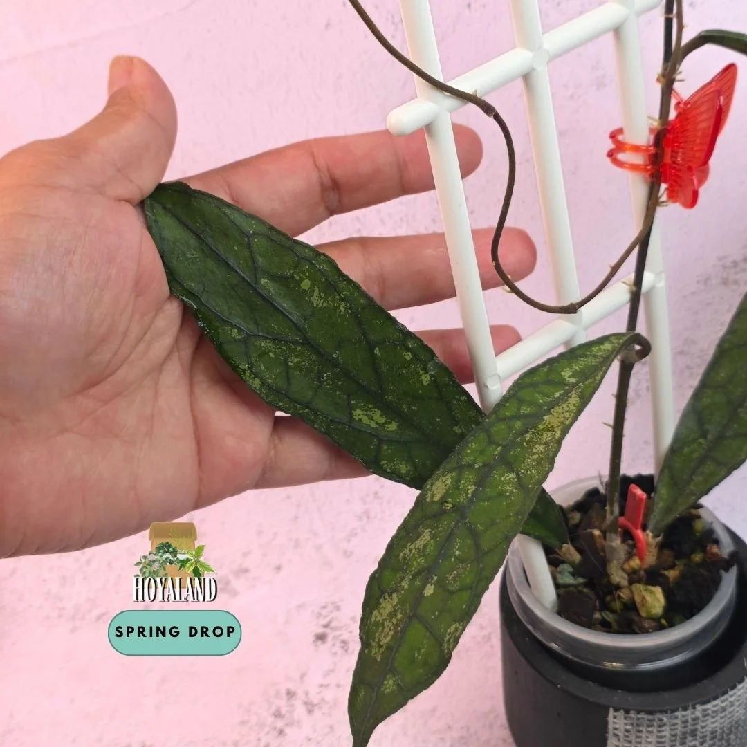 Established Hoya clemensiorum Dark Form climbing vine showing elongated rigid cardboard-like foliage with inky black raised veins