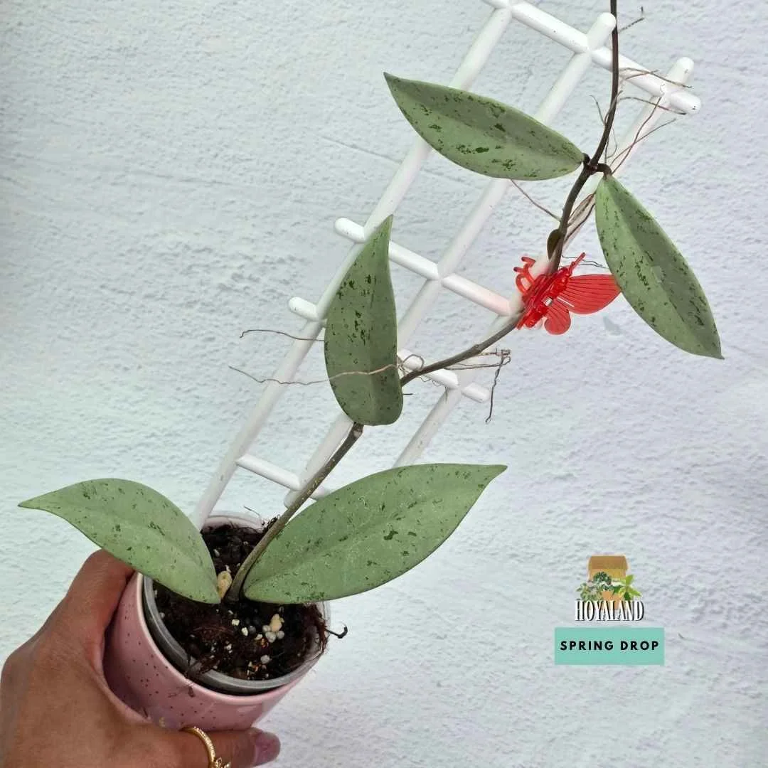Established Hoya pubicalyx Pink Silver Ghost showing elongated lanceolate leaves blanketed in seamless chrome-silver overlay