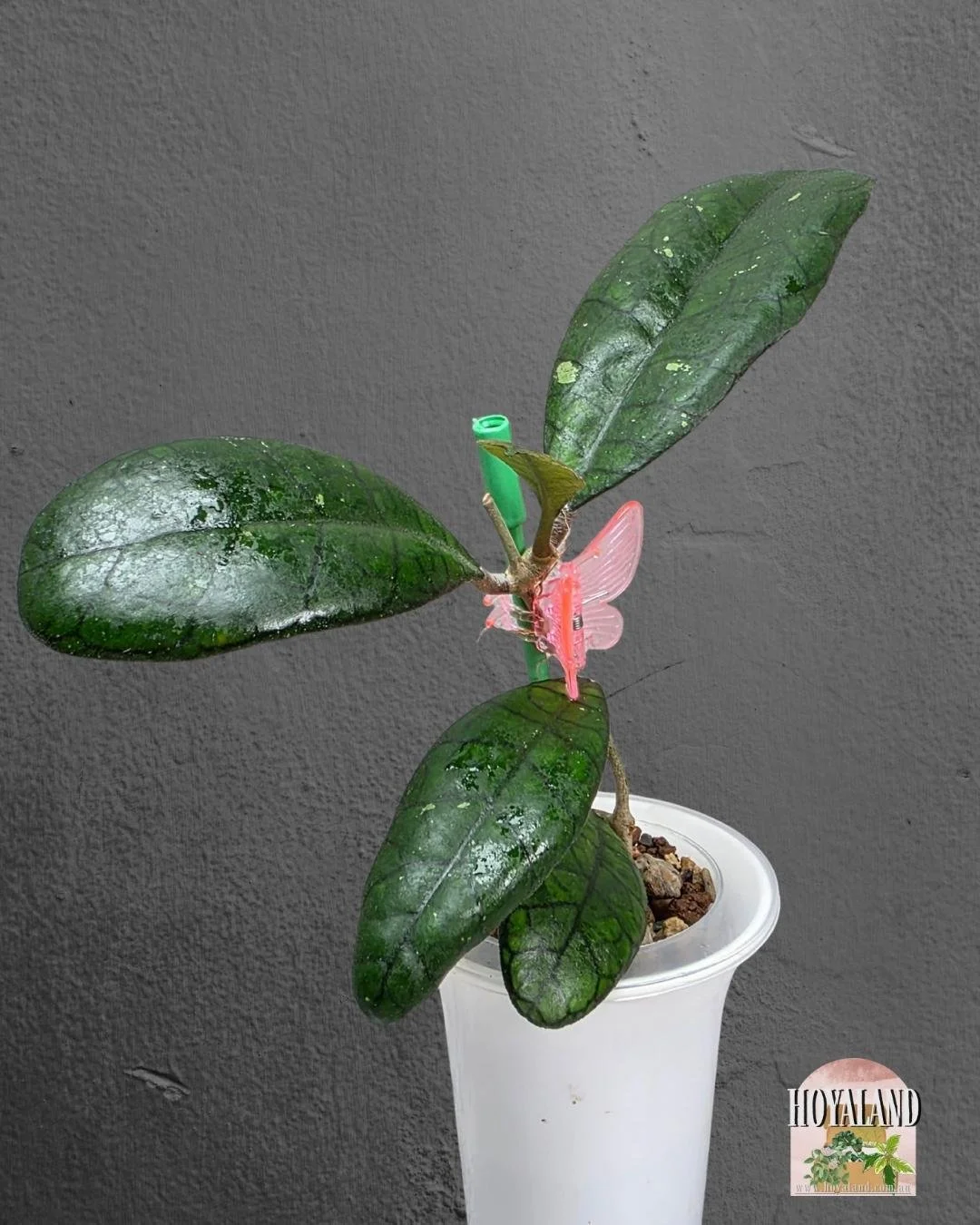 Hoya finlaysonii ah 021 (2).jpg