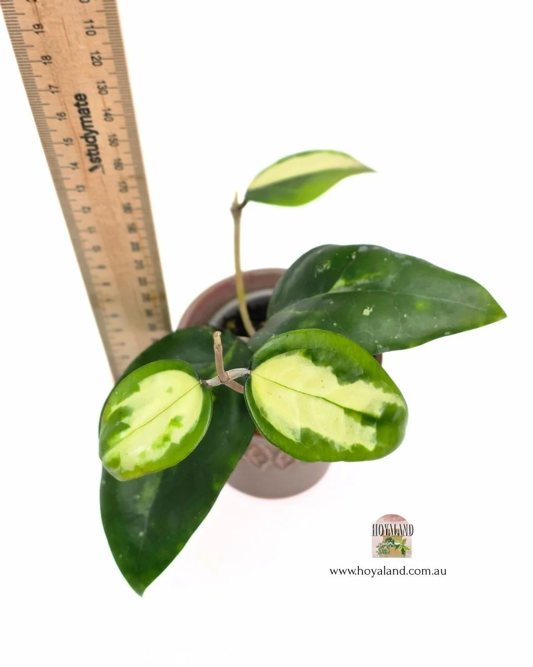 Hoya verticillata panglay var (3).jpg