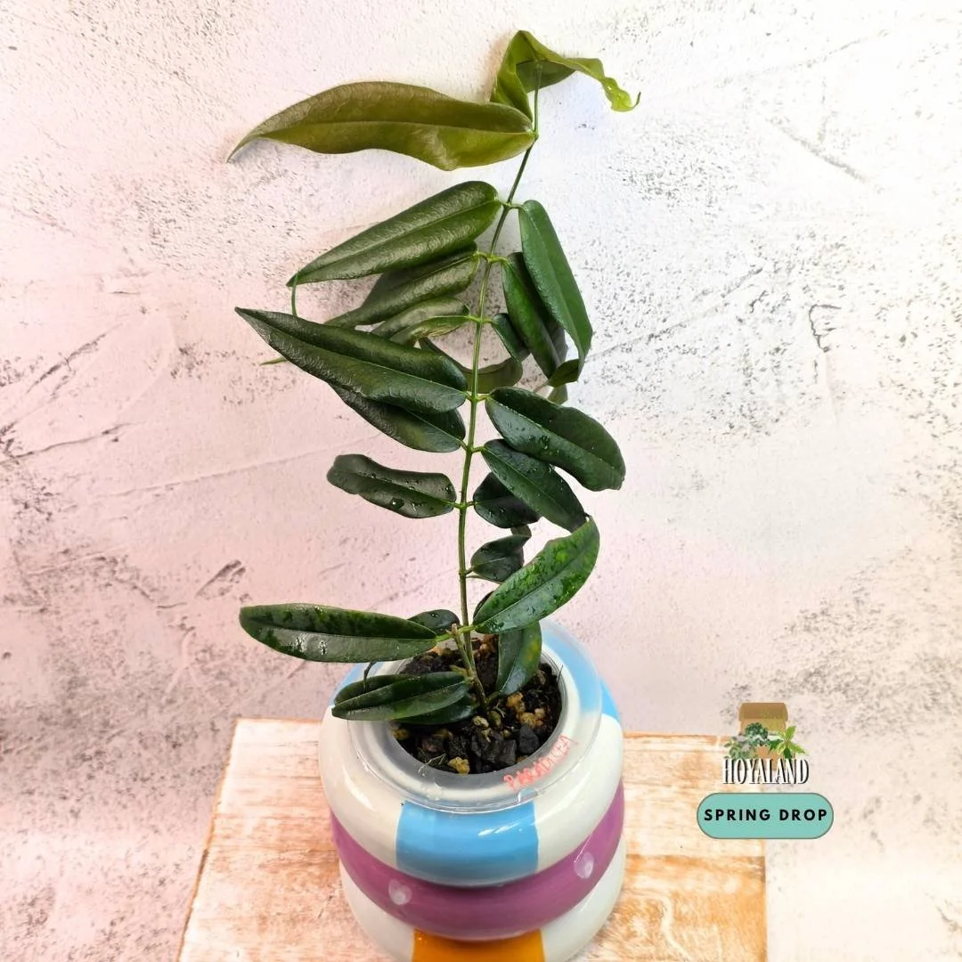 Hoya paradisea white (4).jpg