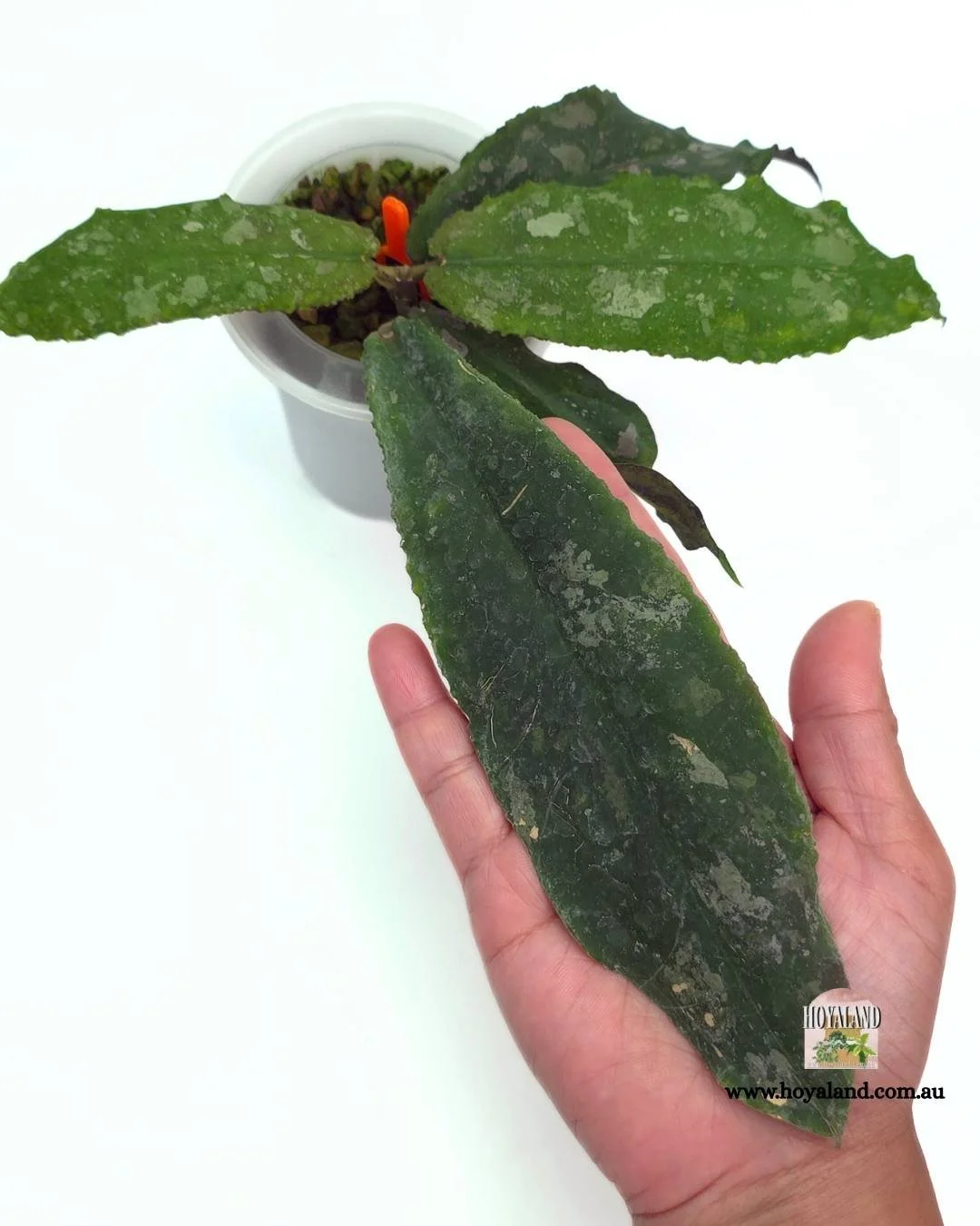 Hoya undulata (4).jpg