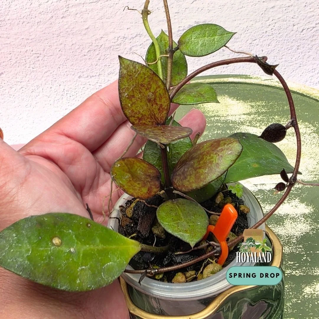 Established Hoya lacunosa Black Coin showing small rounded succulent coin-shaped leaves with near-black sunstress and fragrant star blooms