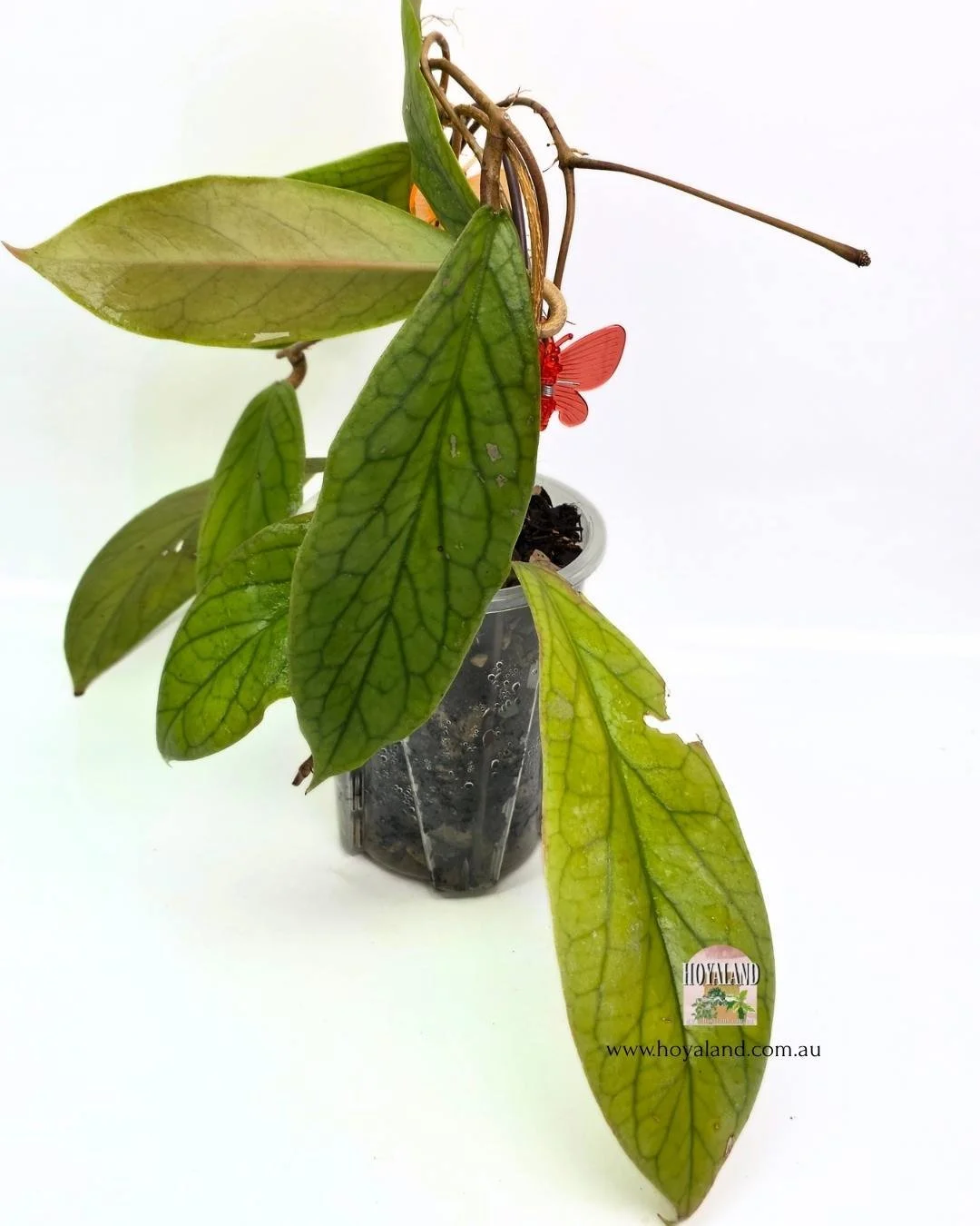 🍂 Large leaf hybrid Hoya (eryrthrina x incrassata) Golden Eye B