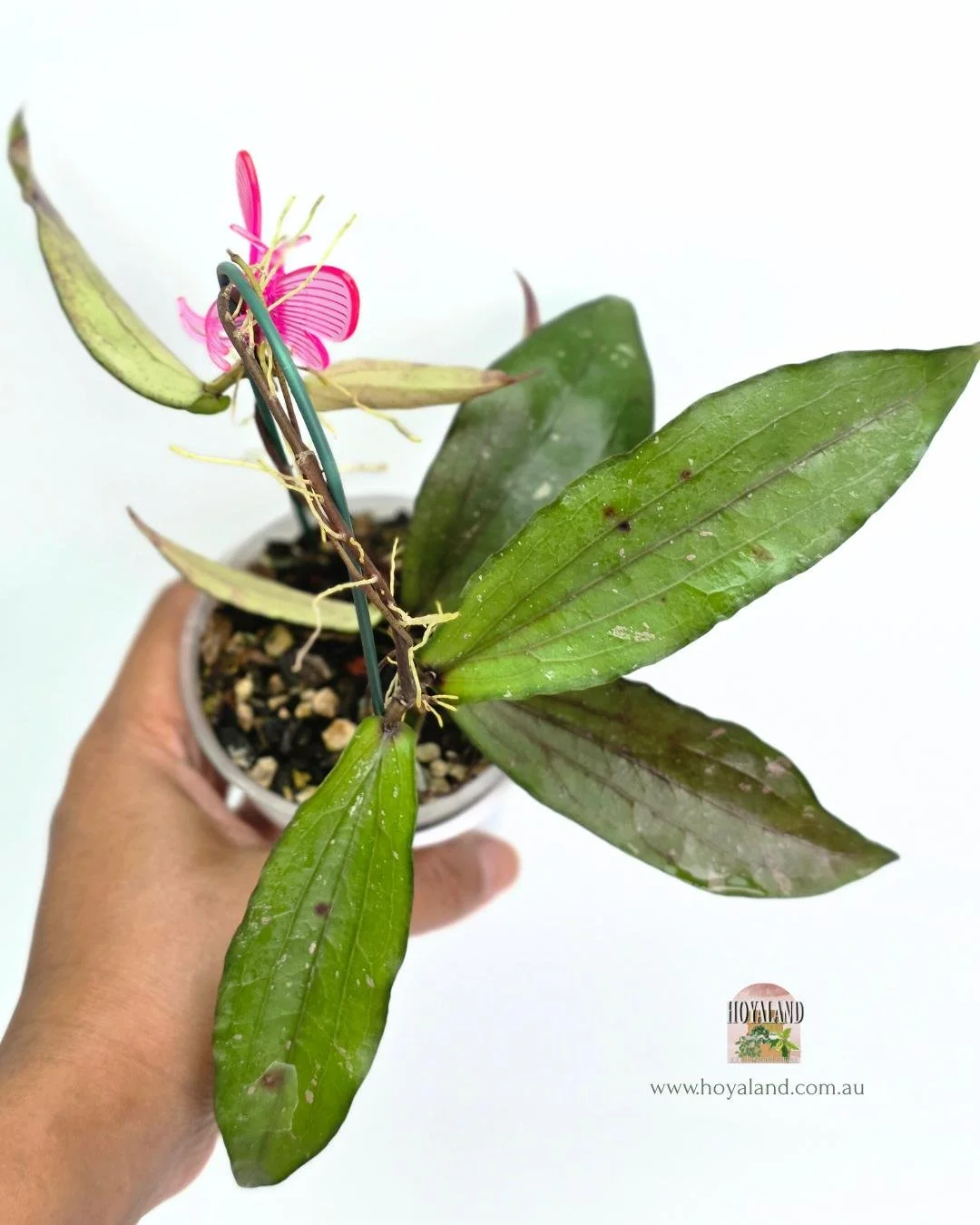 Hoya erythrina Bacho (4).jpg