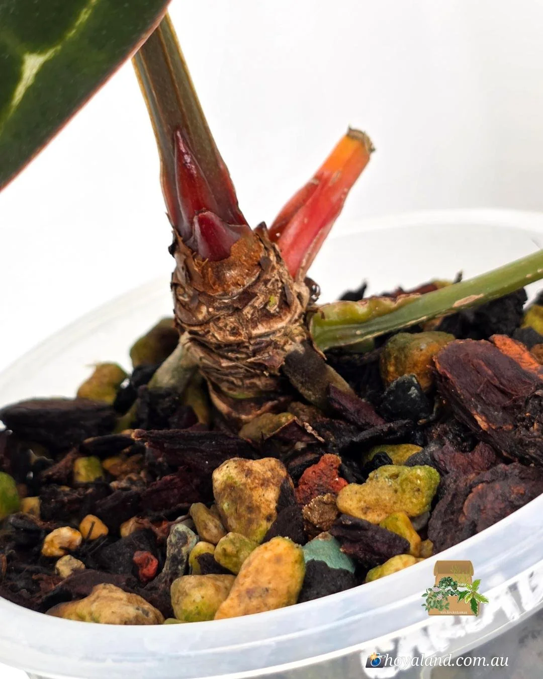 Anthurium Carlablackiea (10).jpg