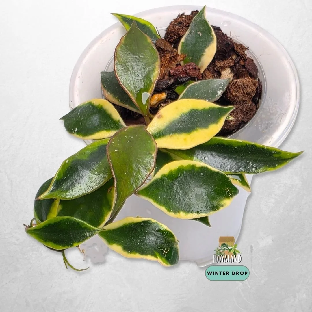 Established Hoya bakoensis Albo with white margin variegated small leaves
