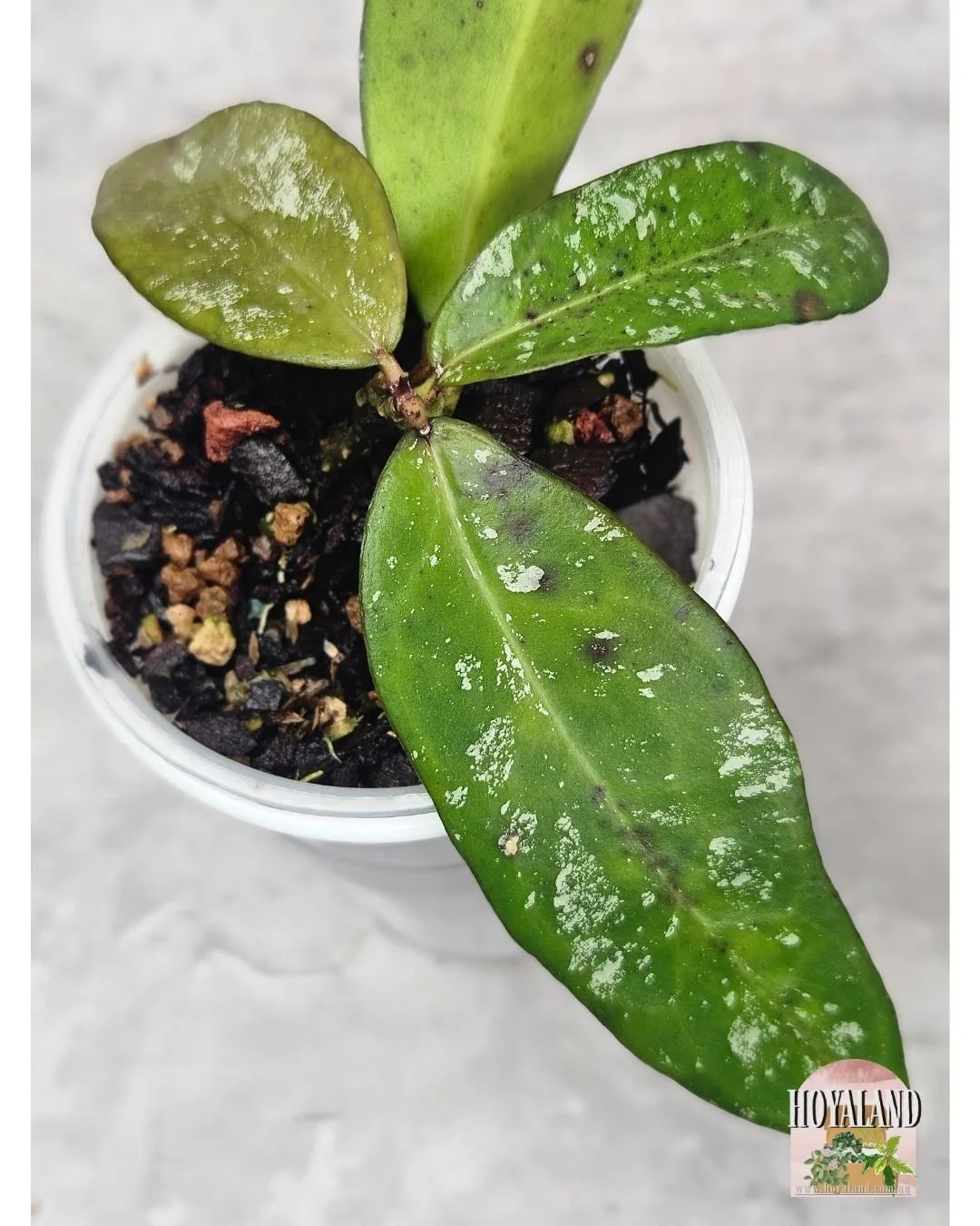 Hoya kaikoeana (5).jpg