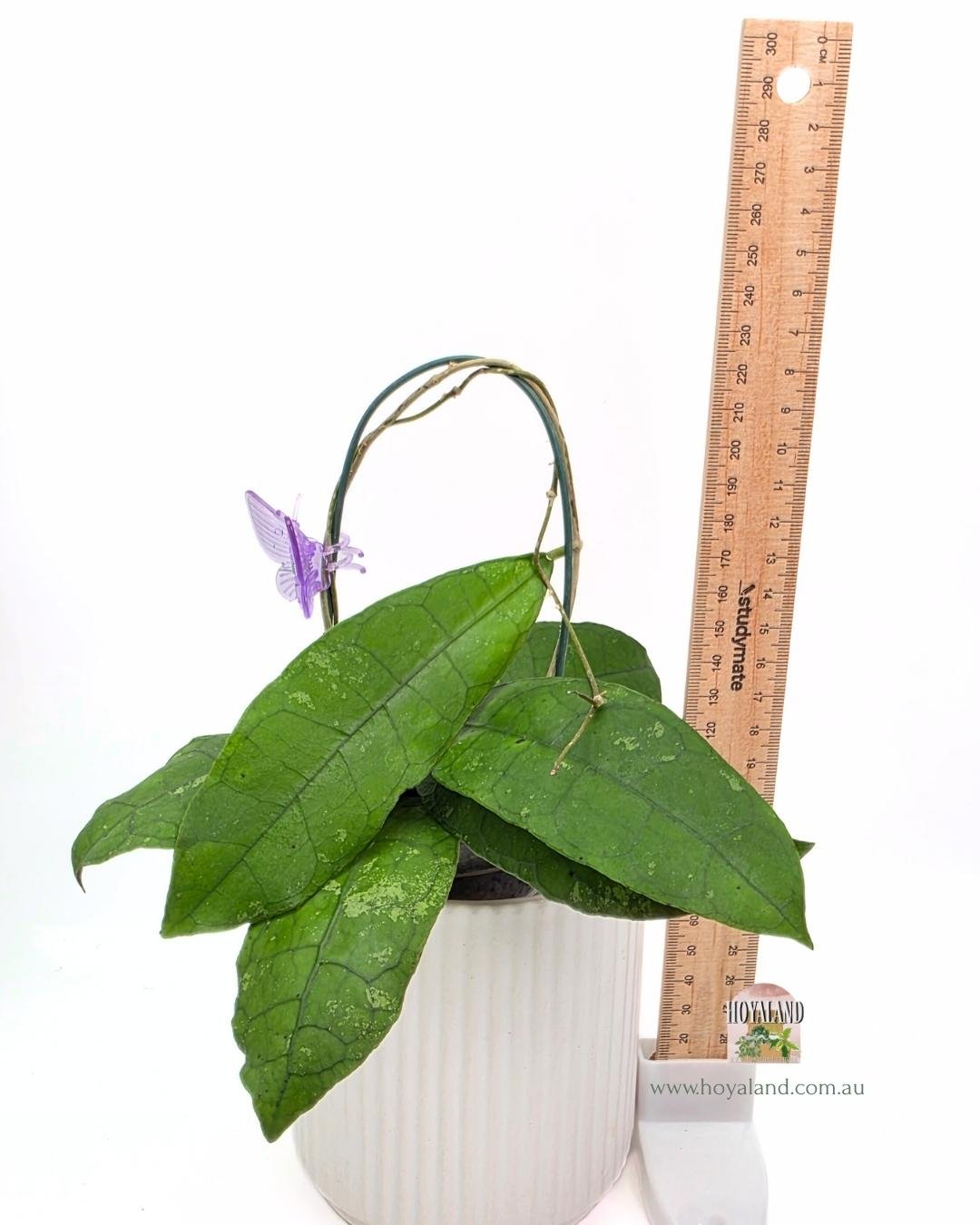 Hoya Perak Teddy Bear B (5).jpg