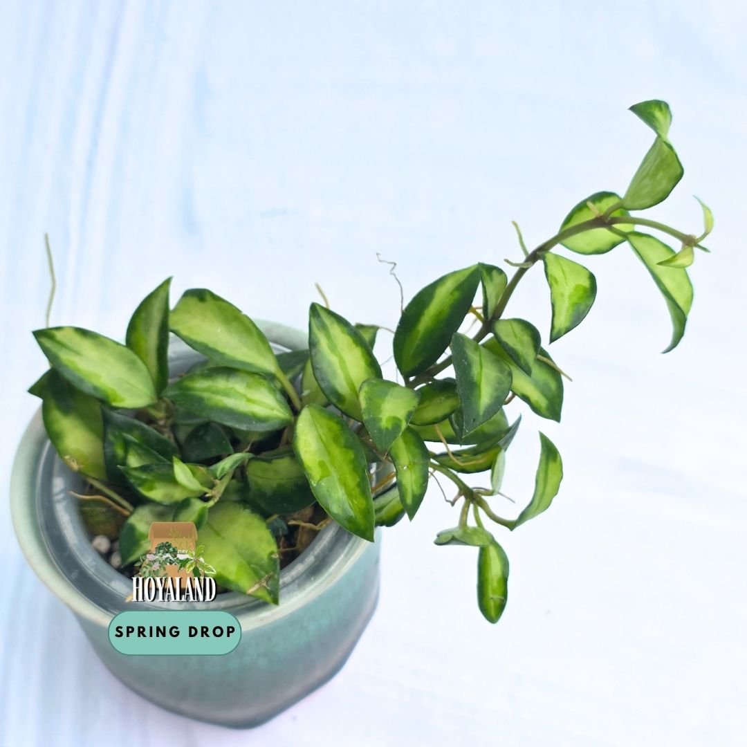 Hoya lacunosa bruno (4).jpg