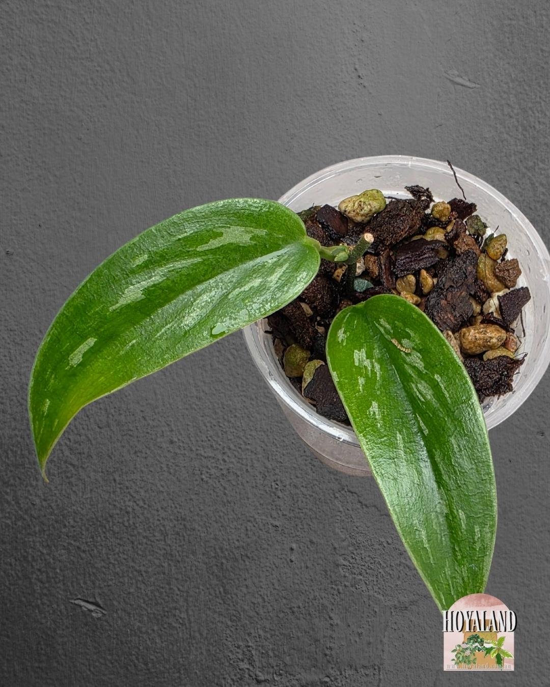 Scindapsus green army narrow (5).jpg