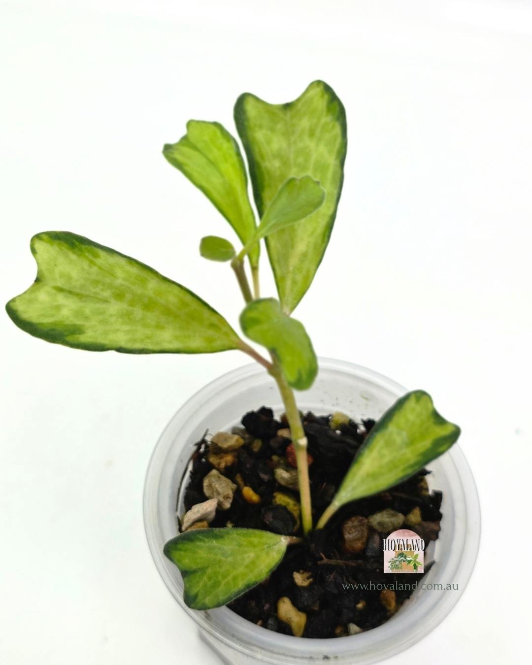 Hoya manipurensis variegata (3).jpg