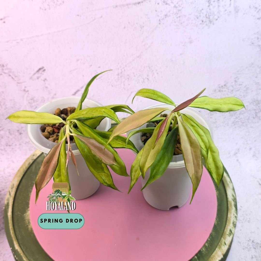 Hoya yingjiangensis variegata.jpg